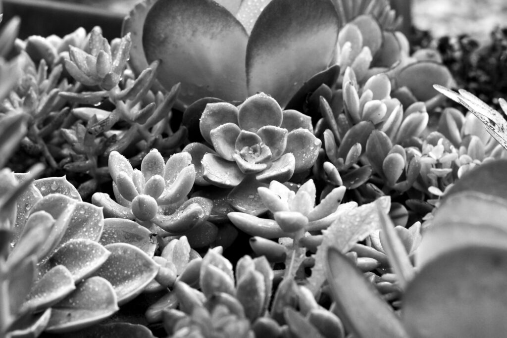 succulents in black and white