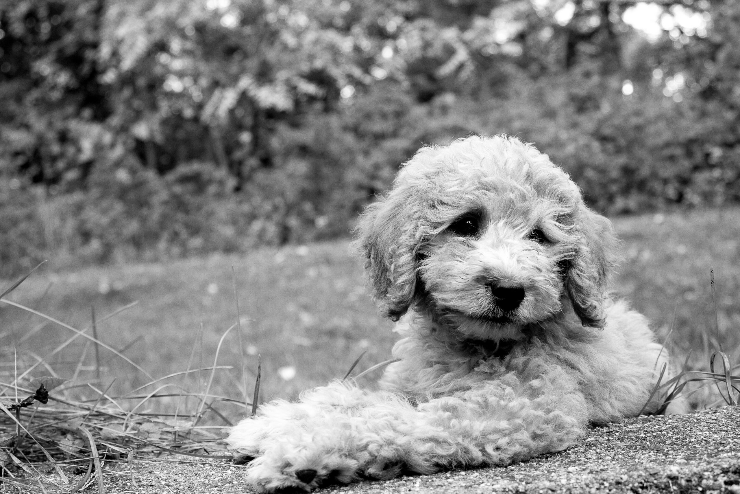 Dog in black and white